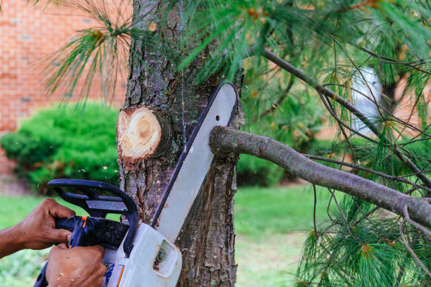 Leaf Removal in Moosic, PA